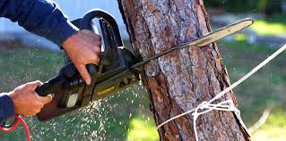 Best Commercial Tree Services  in Independence, WI