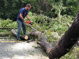  Independence, WI Tree Services Pros