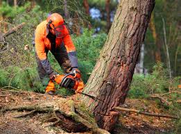 Best Hazardous Tree Removal  in Independence, WI