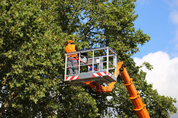 Best Tree Health Inspection  in Independence, WI