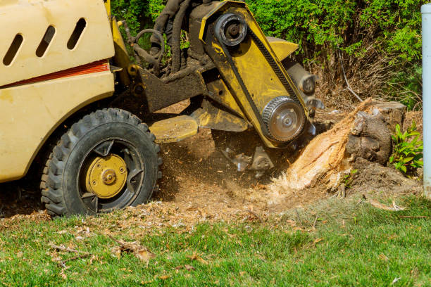 Best Tree Preservation Services  in Independence, WI