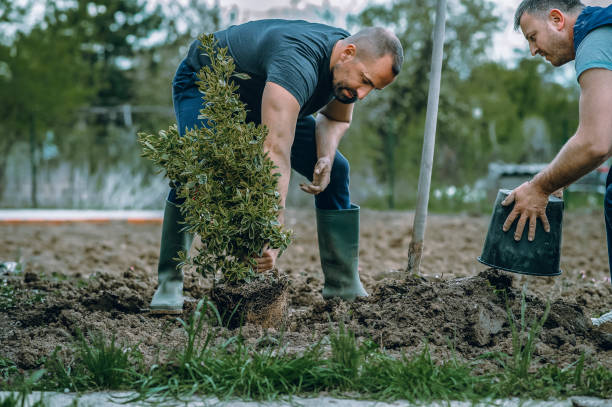 Best Grass Overseeding  in Independence, WI