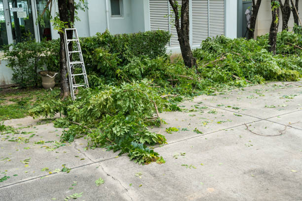 How Our Tree Care Process Works  in  Independence, WI
