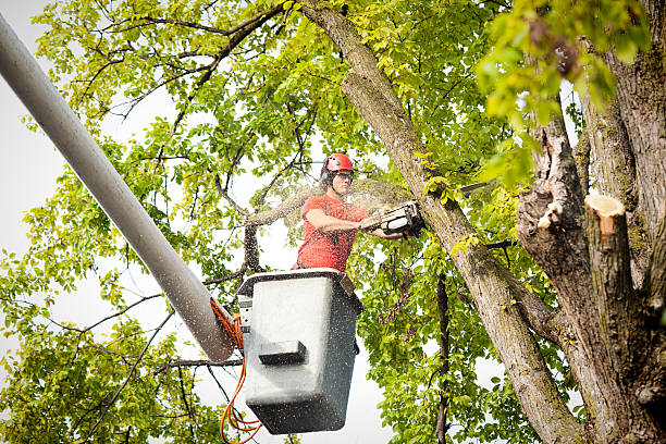 Best Seasonal Cleanup (Spring/Fall)  in Independence, WI