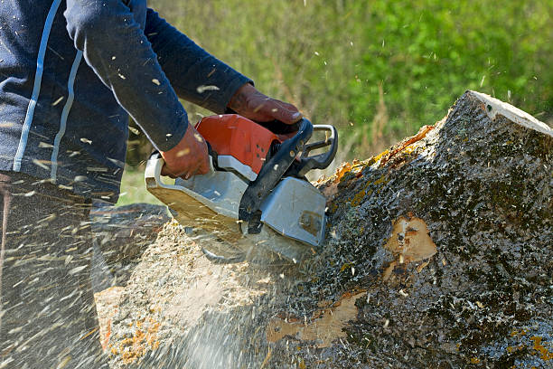 Best Landscape Design and Installation  in Independence, WI