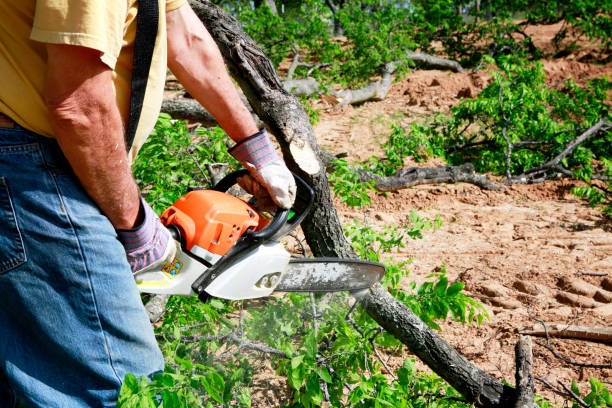 Best Tree Planting  in Independence, WI